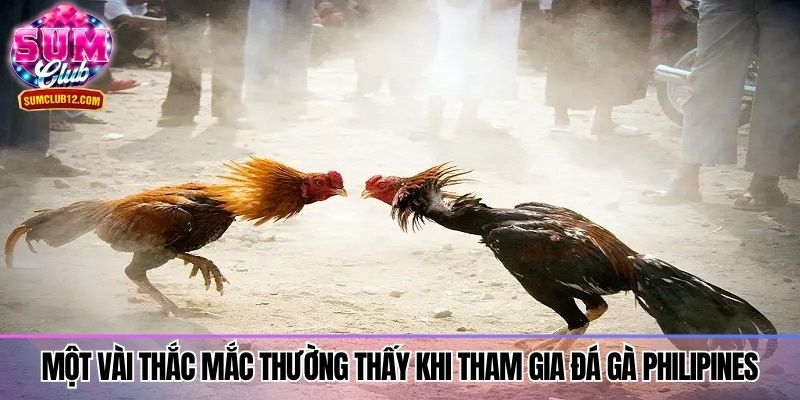 Một vài thắc mắc thường thấy khi tham gia đá gà Philipines